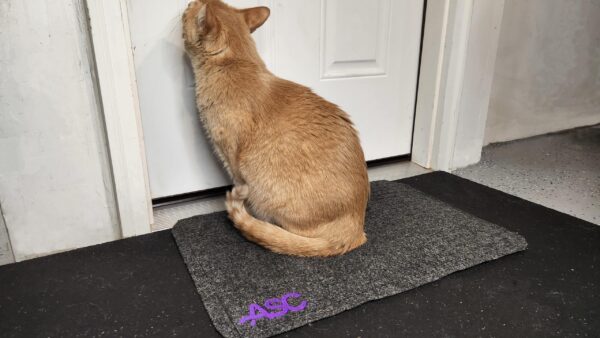 Cat at door mat